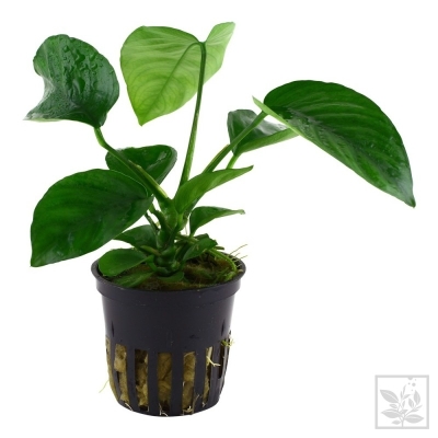 Anubias barteri  koszyk