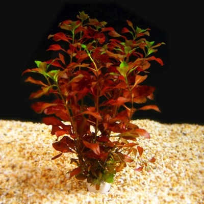 Ludwigia